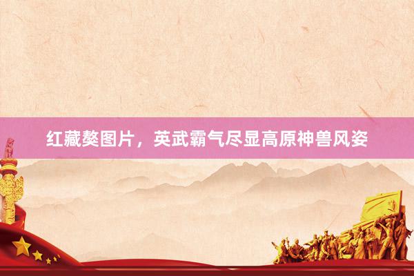 红藏獒图片，英武霸气尽显高原神兽风姿